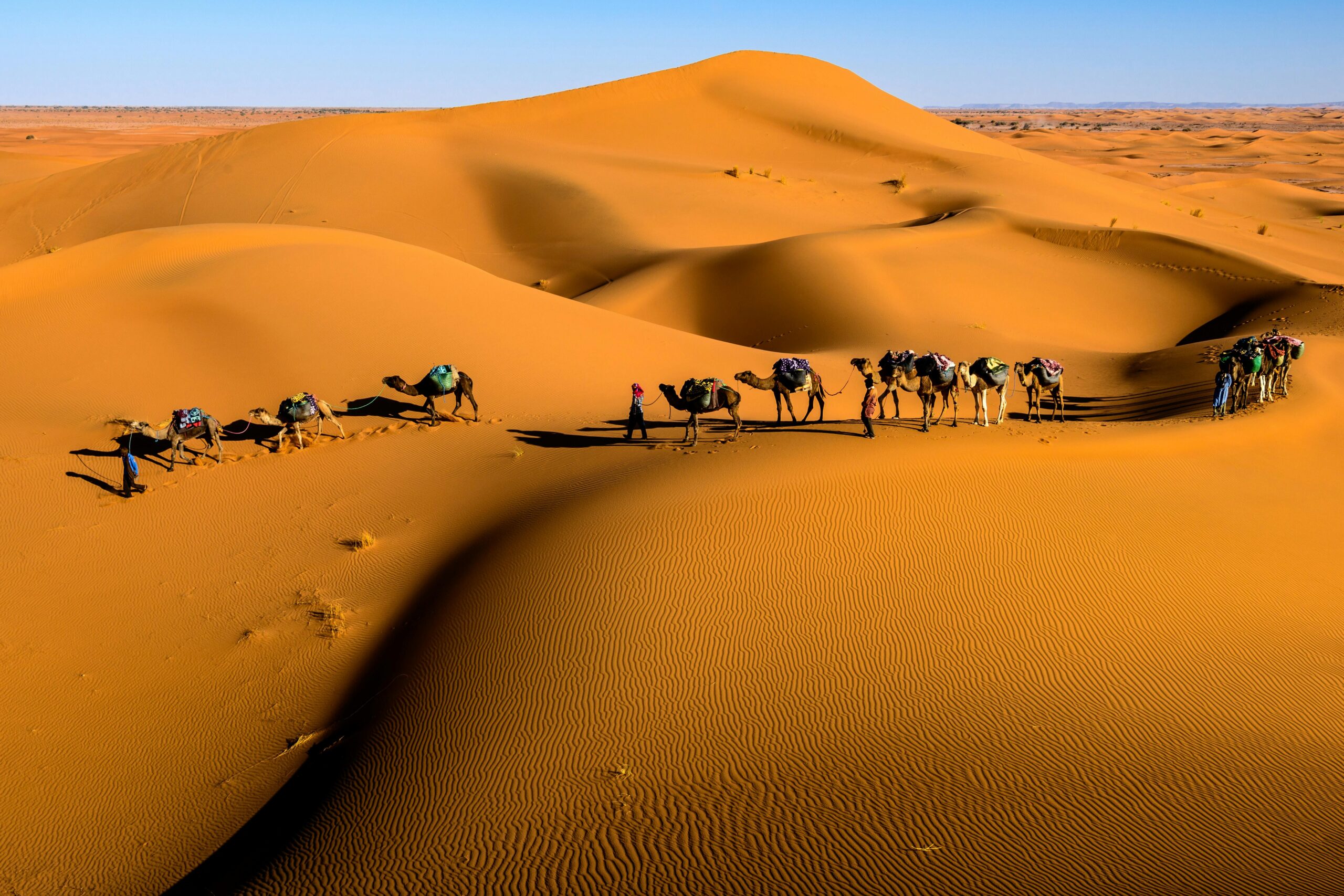 Camel caravan crossing dunes in Zagora, Morocco under a bright blue sky.